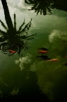 goldfish goldfish