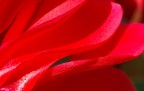 Onde rosse Onde rosse