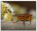 mosca "irlandese".... mosca "irlandese"....
