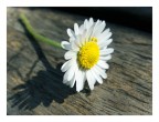 Preludio di Primavera Preludio di Primavera