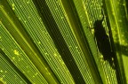 Foglie di palma #3