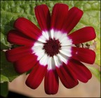 Coccarda tricolore