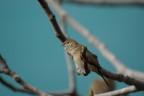 un uccello senza nome? un uccello senza nome?