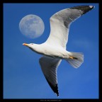 Il gabbiano e la luna Il gabbiano e la luna