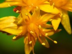 fiore stellato fiore stellato