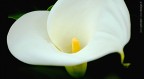 Calla | 02 Calla | 02