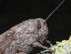Profilo di Locusta