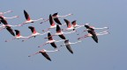 Volo di Fenicotteri Volo di Fenicotteri
