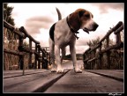 RUFUS nel mondo dei sogni RUFUS nel mondo dei sogni
