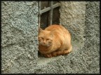 gatto fulvo gatto fulvo