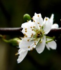 Fior di pruno