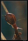 Discesa Discesa
