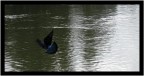 Dark Fly Dark Fly