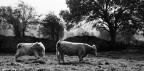animals animals
