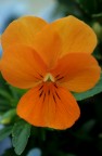 arrivano i colori..arancio arrivano i colori..arancio