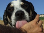 il miglior amico dell'uomo il miglior amico dell'uomo