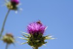 Fiore pungente Fiore pungente