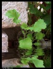 ..Water.. ..Water..