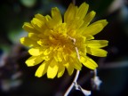 fiore giallo
