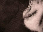 sonno beato sonno beato