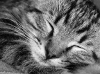 sonno sonno
