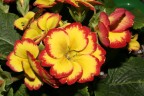 Fiori balcone... Fiori balcone...