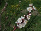 primavera primavera