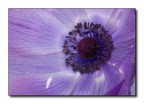 Fiore Fiore