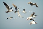 Traffico in Volo Traffico in Volo