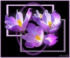 viola viola