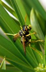 scalata