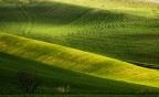 pensieri in verde pensieri in verde