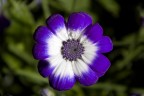 Prima Macro
