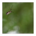 Un salto nel verde...