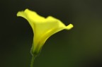 Esplosione Giallo Esplosione Giallo