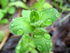 Oggi piove Oggi piove