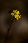 penombra gialla penombra gialla
