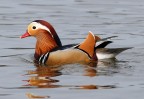 ANATRA CAROLINA ANATRA CAROLINA