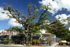 L'albero L'albero