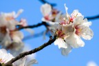 Fiori di Ciliegio Fiori di Ciliegio