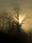alberi nella foschia 2 alberi nella foschia 2