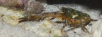 Galathea monca Galathea monca