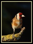 cardellino cardellino