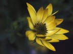 giallo giallo