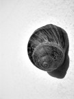 lumaca lumaca