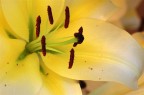 fiore fiore