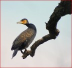 Il cormorano equilibrista Il cormorano equilibrista