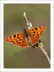 Farfalla (Polygonia C-Album)