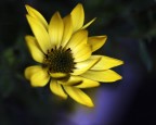 giallo 2.. giallo 2..