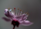 Fiore di Vetro Fiore di Vetro